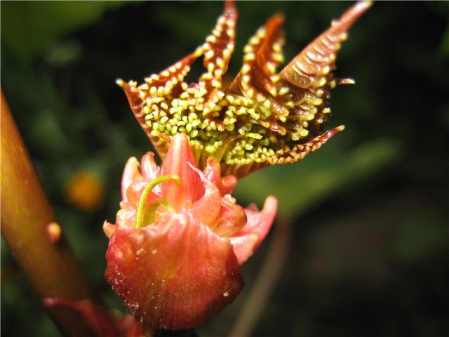 ricinus